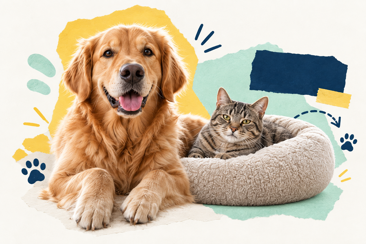 Golden retriever and tabby cat resting together