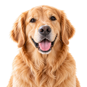 Dogs
