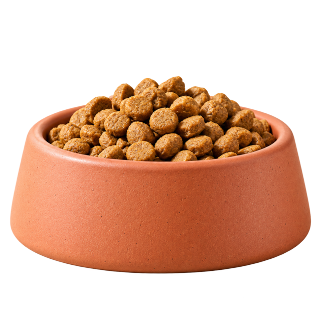 Everyday pet essentials arranged together