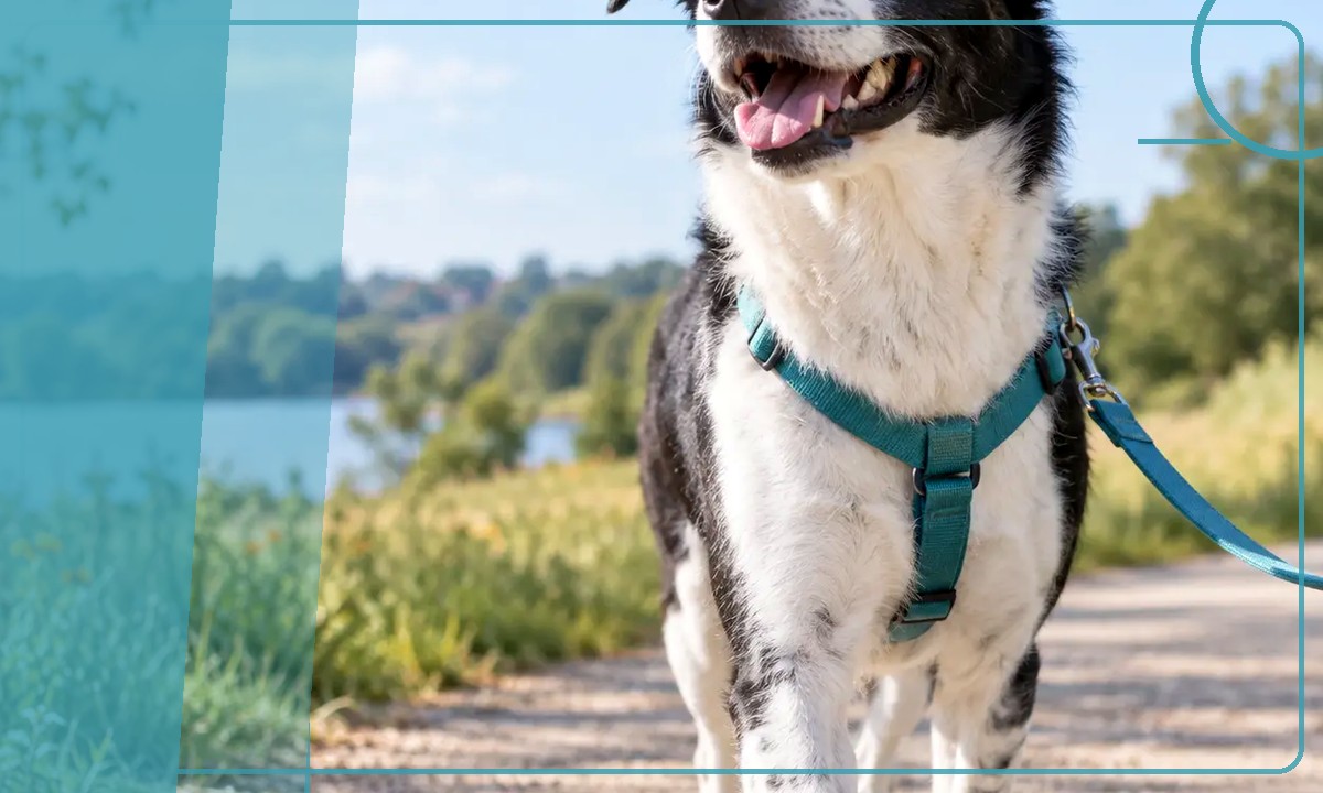 Dog ready for a walk